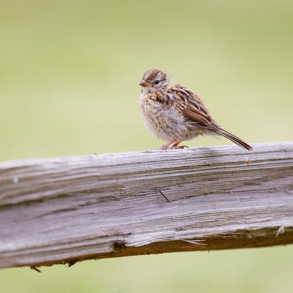 White-crowned Sparrow