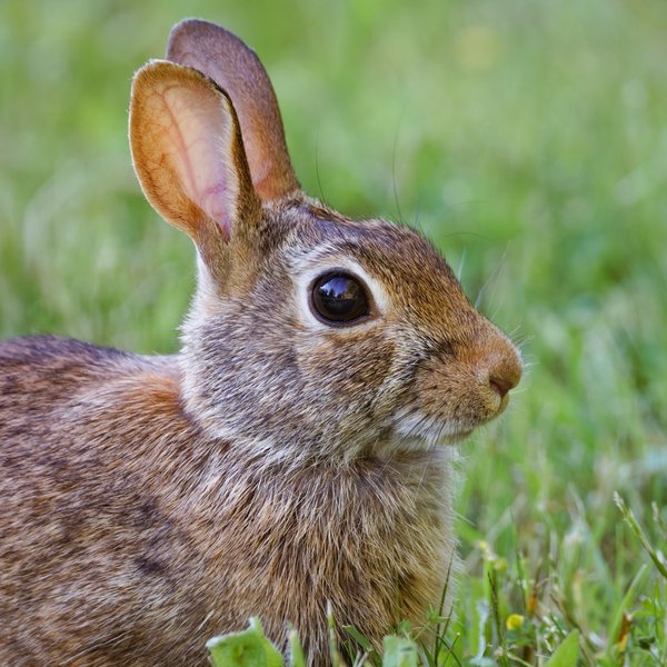 Eastern Cottontail