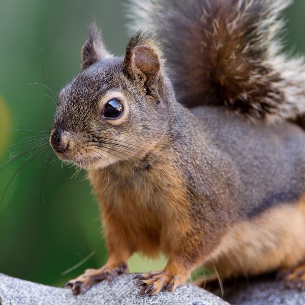 Douglas Squirrel