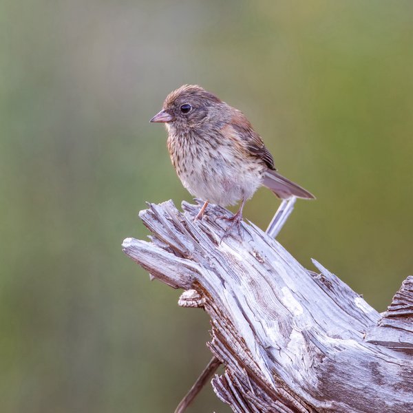 Dark-eyed Junco