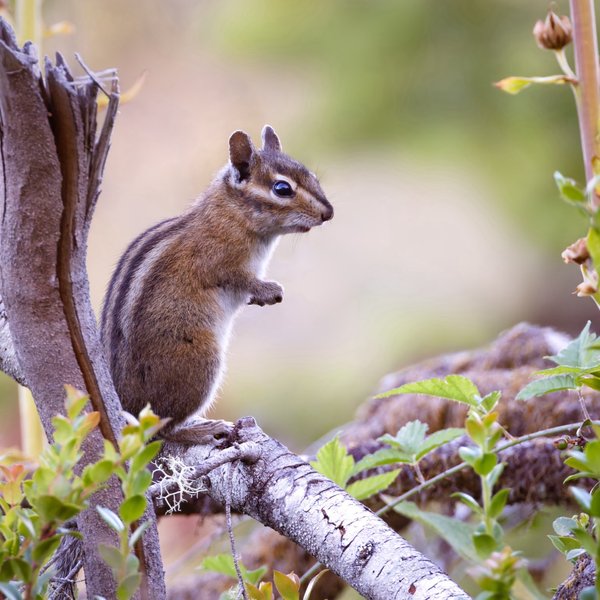 Townsend's Chipmunk