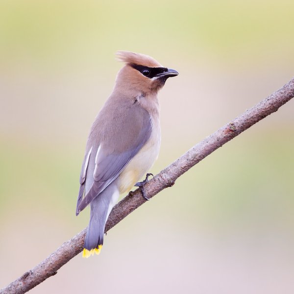 Cedar Waxwing