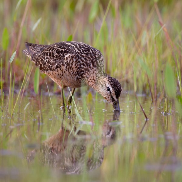Long-billed Dowitcher