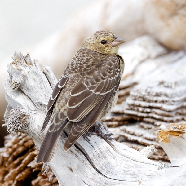 Brown-headed Cowbird