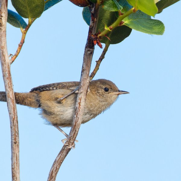 House Wren