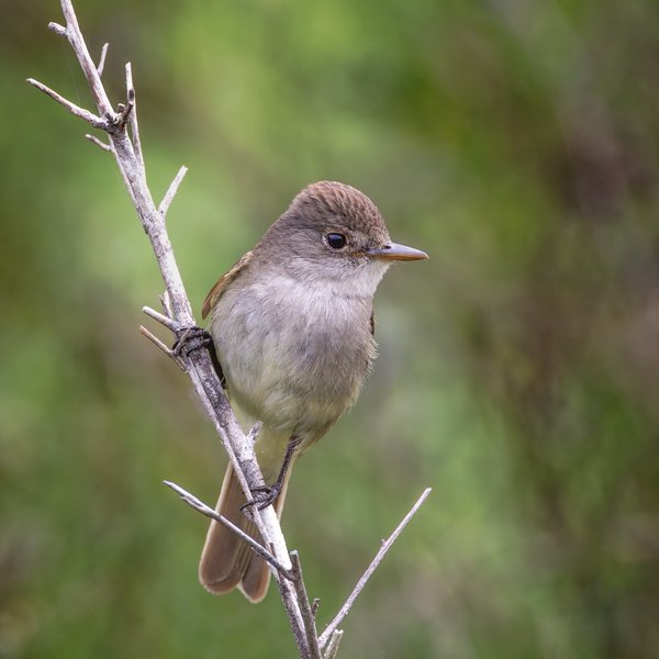 Willow Flycatcher