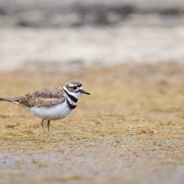 Killdeer