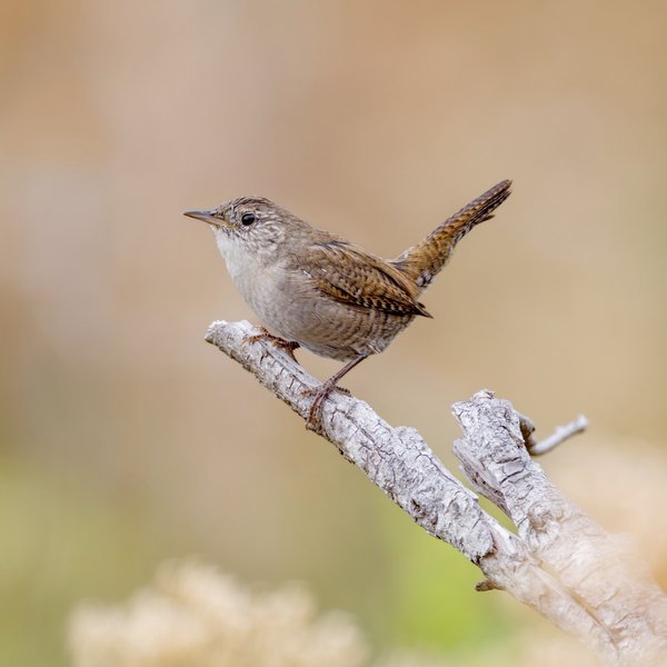 House Wren
