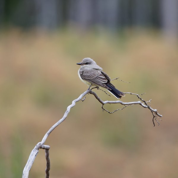 Western Kingbird