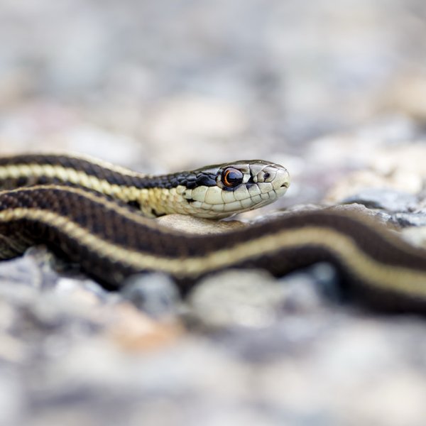 Garter Snake