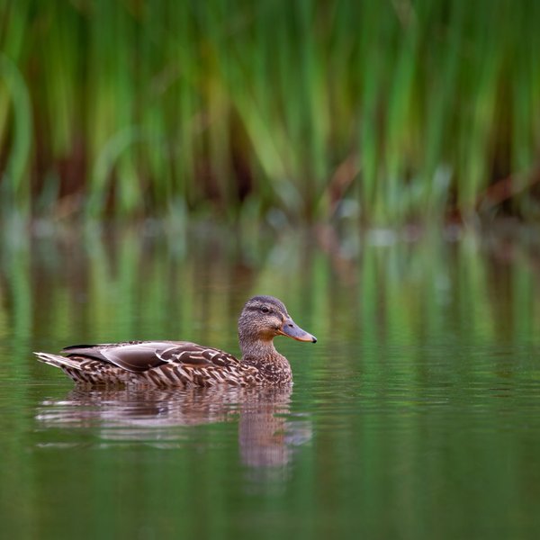 Mallard