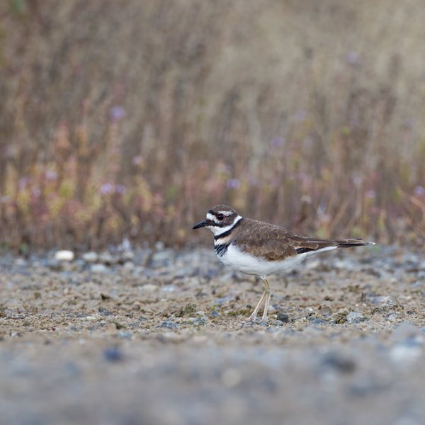 Killdeer
