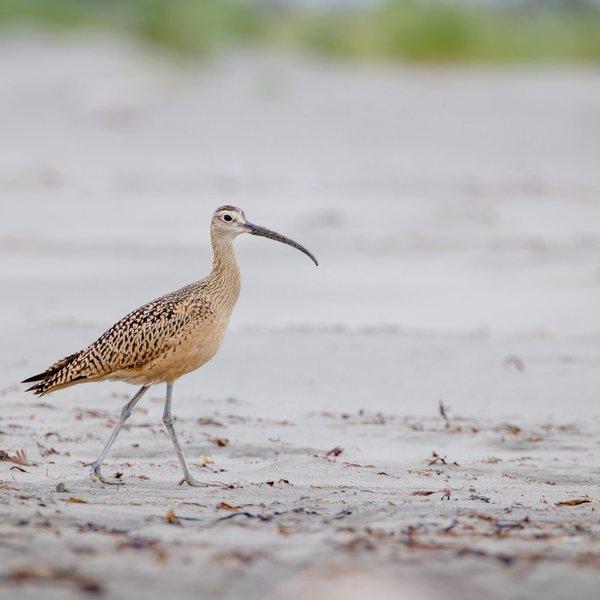 Long-billed Curlew