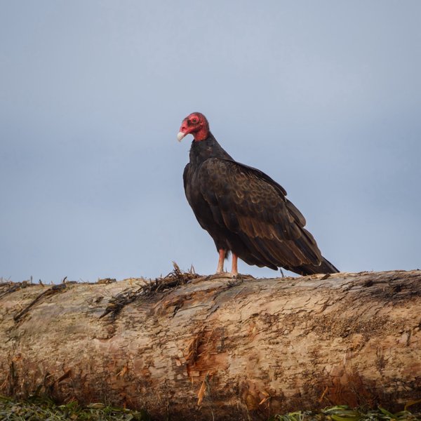 Turkey Vulture