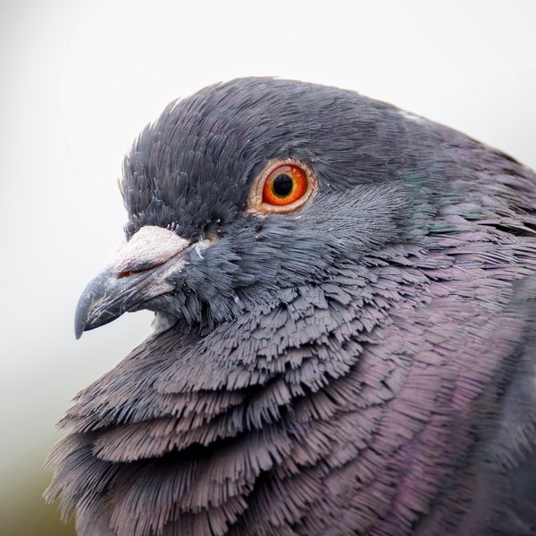 Rock Pigeon