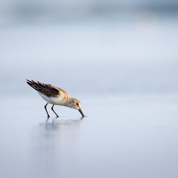 Western Sandpiper
