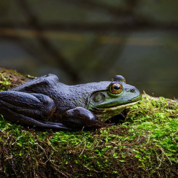 American Bullfrog