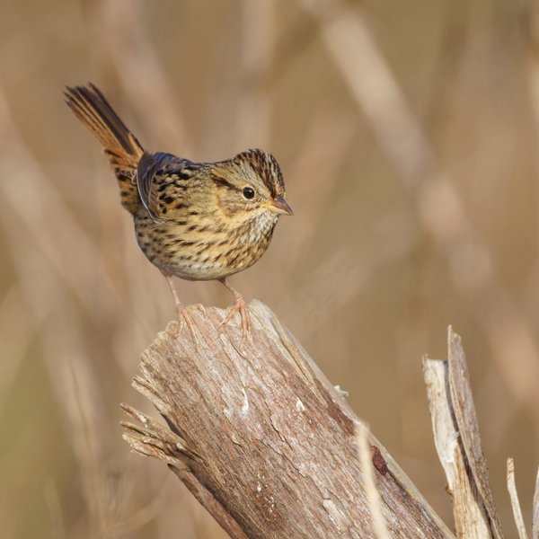 Lincoln's Sparrow
