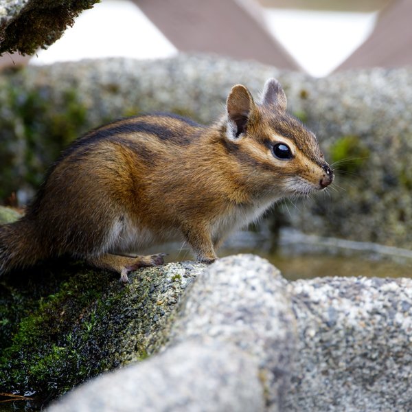 Townsend's Chipmunk