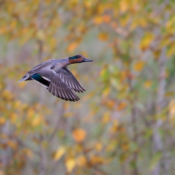 Green-winged Teal