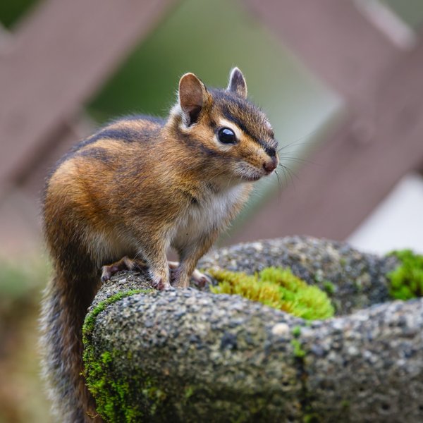 Townsend's Chipmunk