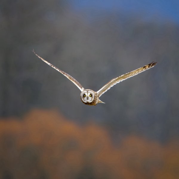 Short-eared Owl