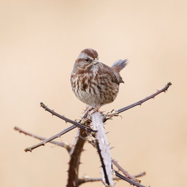 Song Sparrow