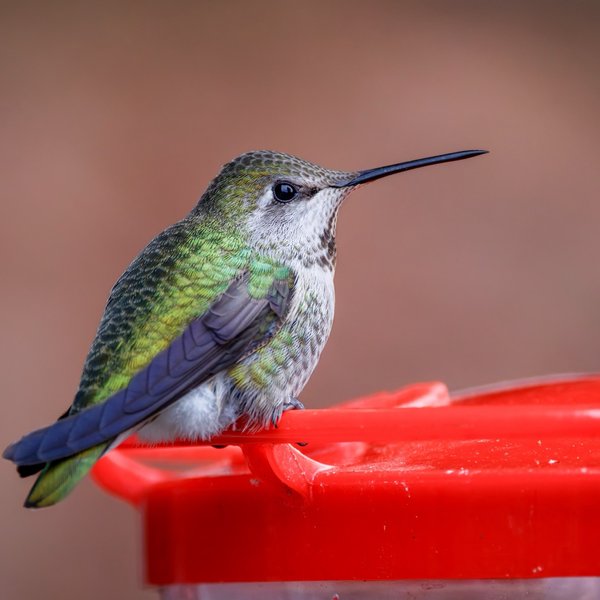Anna's Hummingbird