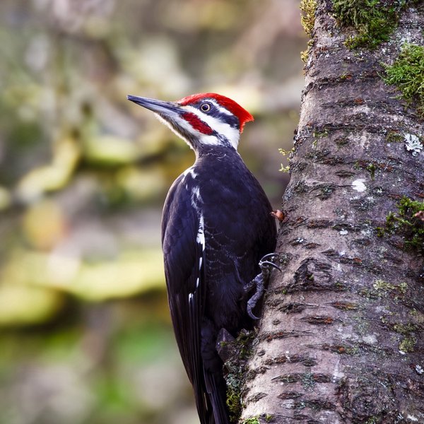 Pileated Woodpecker