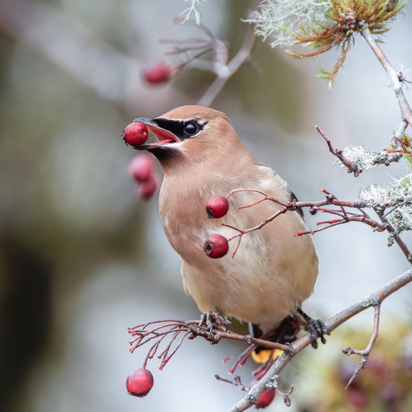 Cedar Waxwing