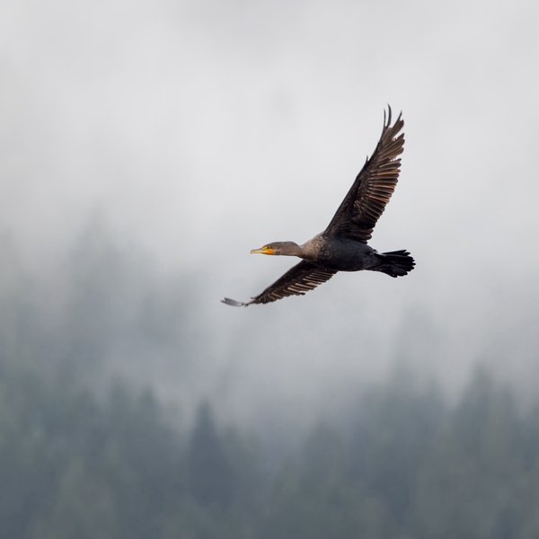 Double-crested Cormorant