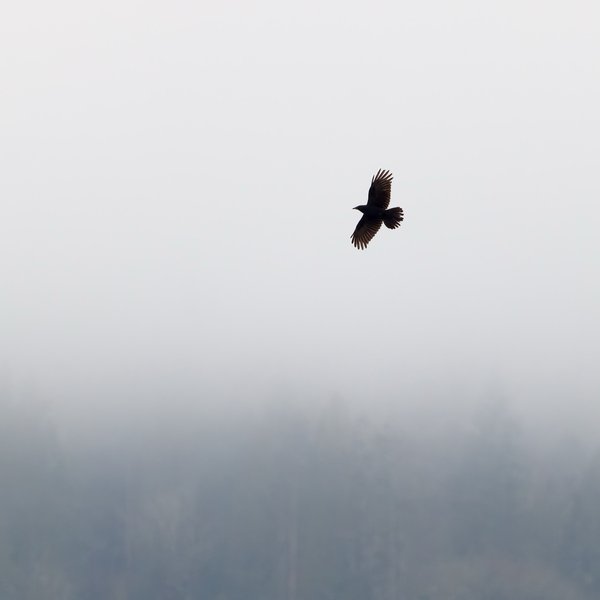 American Crow