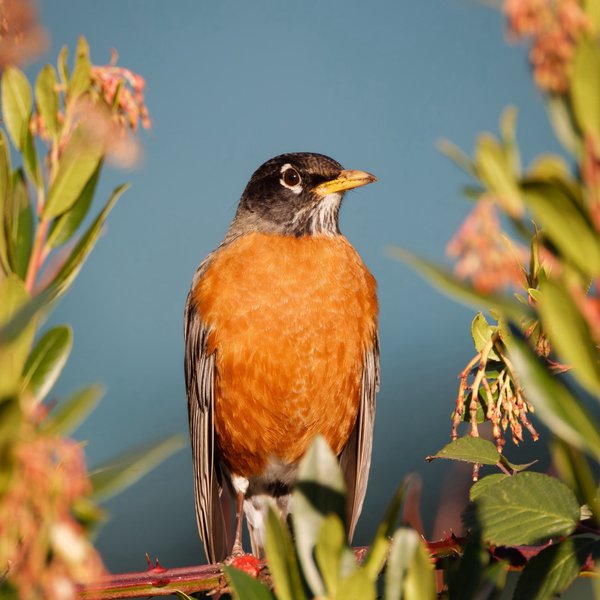 American Robin