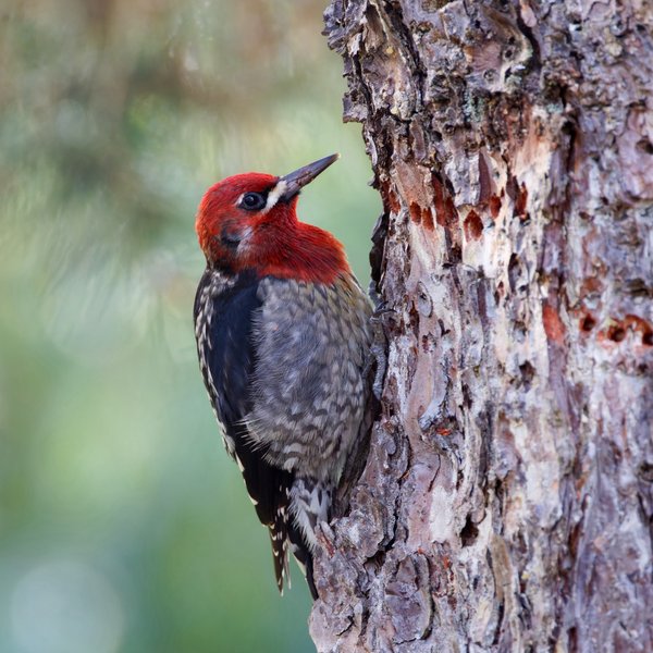 Red-breasted Sapsucker