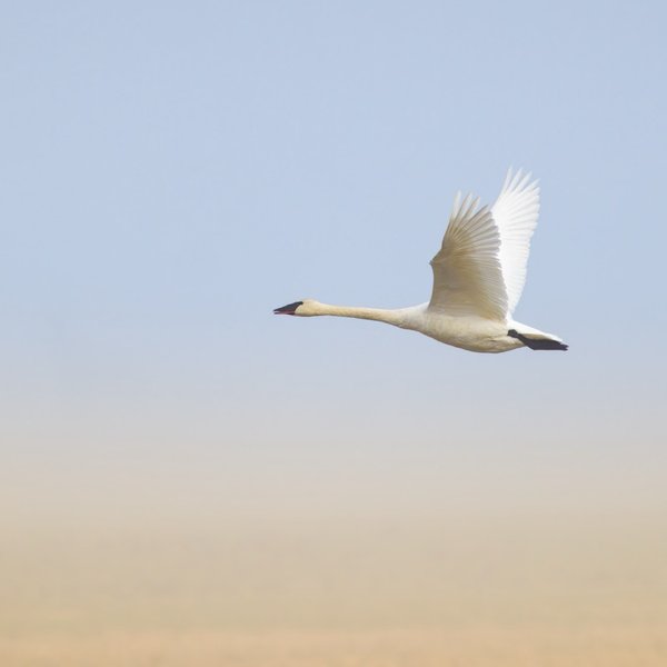 Trumpeter Swan