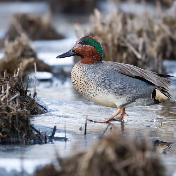 Green-winged Teal