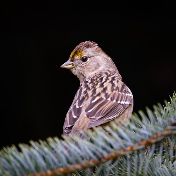 Golden-crowned Sparrow