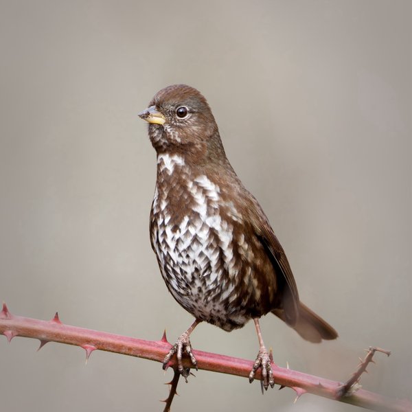 Fox Sparrow