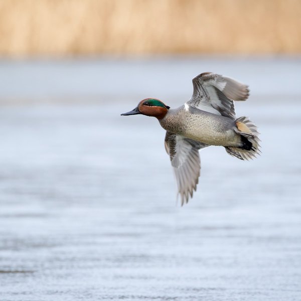Green-winged Teal