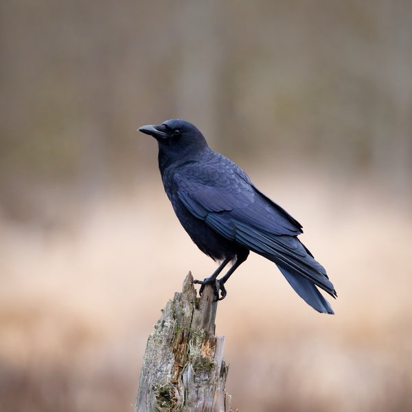 American Crow