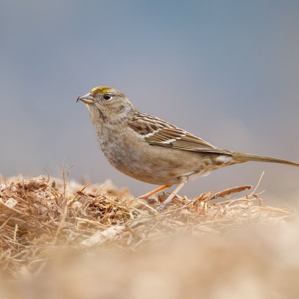 Golden Crowned Sparrow
