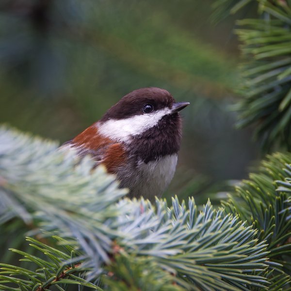 Chestnut-backed Chickadee