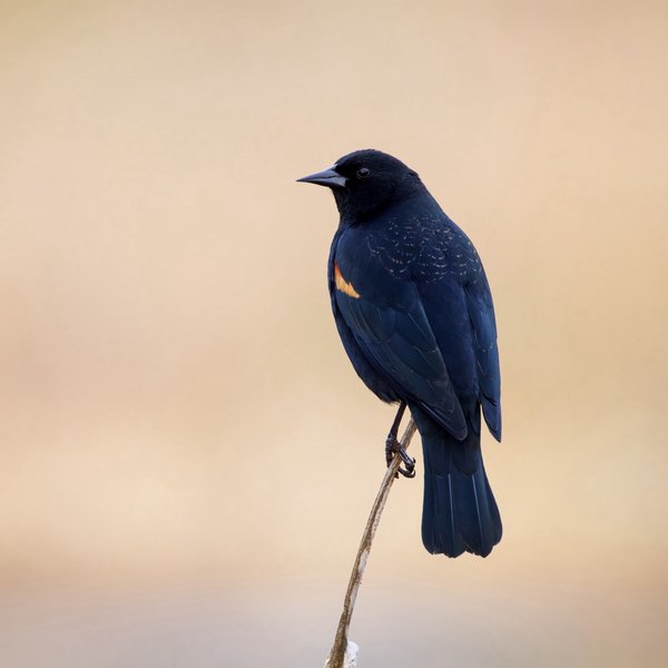 Red-winged Blackbird