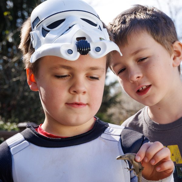Northern Alligator Lizard