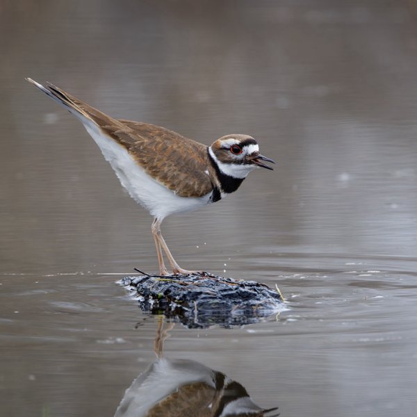 Killdeer