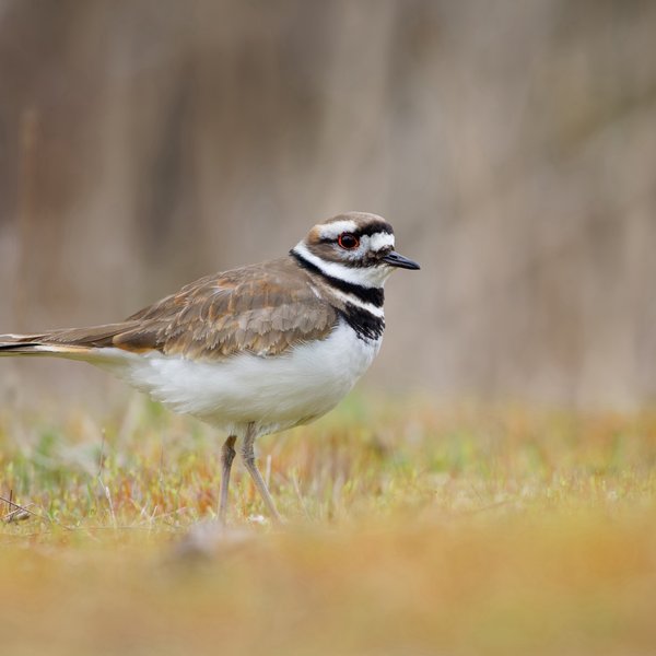 Killdeer