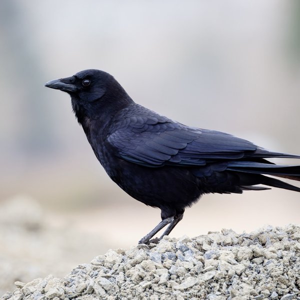 American Crow