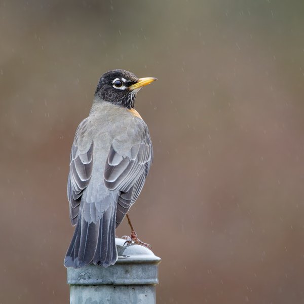 American Robin