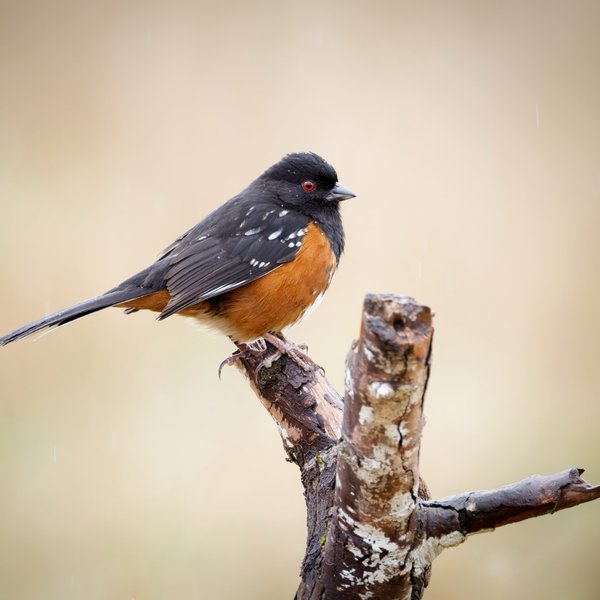 Spotted Towhee