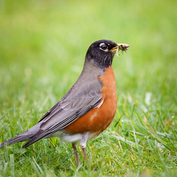 American Robin